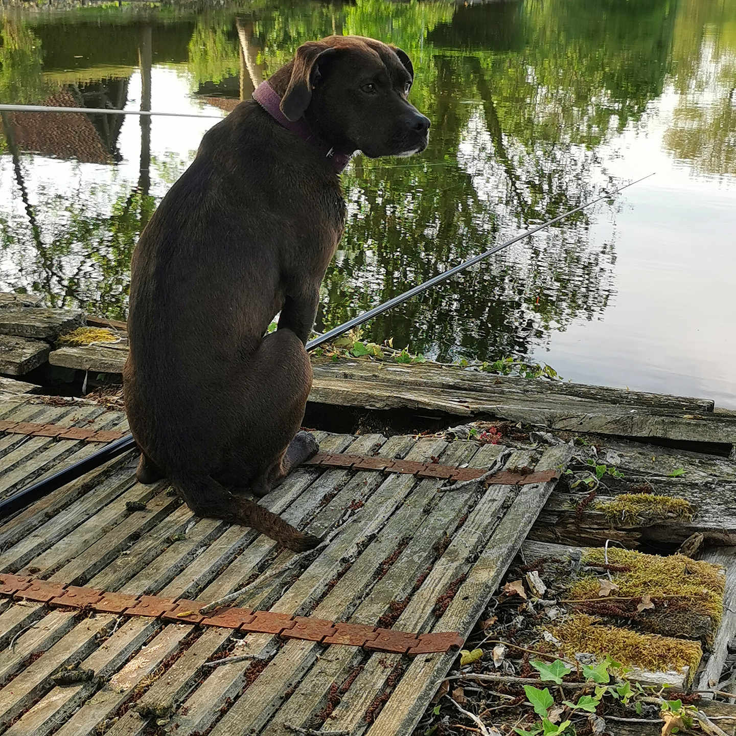 Ruby a rejoint le concours — aidez-le/la à gagner de superbes lots ! animal, calm, dock, dog, fishing_rod, greenery, lake, nature, outdoor, peaceful, pet, pond, reflection, relaxation, rustic, sitting, summer, trees, water, wood