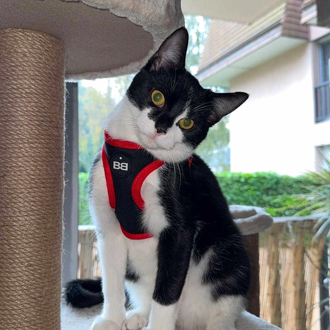 Milo a rejoint le concours — aidez-le/la à gagner de superbes lots ! abyssinian, accessories, animal, architecture, building, cat, indoors, jar, kitten, manx, outdoors, pet, plant, planter, pottedplant, pottery, shelter, strap, vase, window