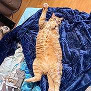 Shipie a rejoint le concours — aidez-le/la à gagner de superbes lots ! cat, ginger_cat, orange_cat, pet, feline, indoor, blanket, blue_blanket, bed, paws, belly, stretching, chubby_cat, cozy, whiskers, fur, wooden_floor, soccer_ball, cardboard_box, relaxed