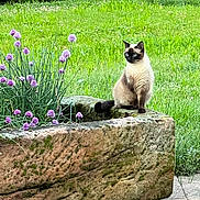 Snow participe au concours pour gagner de l'argent avec cette photo : cat, siamese_cat, pet, outdoor, garden, planter, stone_planter, flowers, chive_flowers, purple_flowers, grass, greenery, moss, stone, paws, sitting, portrait, blue_eyes, whiskers, bushes