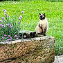 cat, siamese_cat, pet, outdoor, garden, planter, stone_planter, flowers, chive_flowers, purple_flowers, grass, greenery, moss, stone, paws, sitting, portrait, blue_eyes, whiskers, bushes