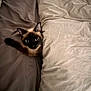 Snow a rejoint le concours — aidez-le/la à gagner de superbes lots ! cat, siamese_cat, pet, bed, bedding, blanket, duvet, pillow, sheet, indoor, peeking, cozy, fur, ears, whiskers, big_eyes, looking_up, curled, sleep_spot, bedroom