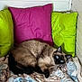 cat, siamese_cat, blue_eyes, pillow, pink_pillow, green_pillow, blanket, cozy, indoor, pet, lying_down, curled_up, fur, whiskers, paw, gaze, bed, patterned_blanket, wooden_wall, home_interior