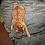 Shipie participe au concours pour gagner de l'argent avec cette photo : cat, orange_tabby, bed, blanket, towel, indoor, sleeping, stretching, paw, fur, pet, cozy, bedroom, bedding, domestic_cat, whiskers, striped, relaxed, home, resting