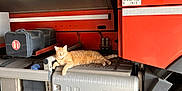 Shipie participe au concours pour gagner de l'argent avec cette photo : cat, orange_cat, truck, volvo, vehicle, fuel_tank, pavement, industrial, resting, sleeping, pet, transport, metal_surface, reflection, garage, wheel, sticker, door, grille, relaxing