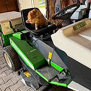 Shipie a rejoint le concours — aidez-le/la à gagner de superbes lots ! cat, orange_cat, lawn_mower, ride_on_mower, seat, steering_wheel, garage, workshop, hose, towel, sink, tools, tire, wheel, paving, concrete_floor, sunlight, open_door, grooming, pet