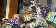 Maggie joined the competition — help win amazing prizes! cat, tortoiseshell, feline, pet, indoor, blanket, skull_pattern, cozy, fur, animal, green_eyes, sitting, looking_away, home, living_room, door, clock, quilt, furniture, relaxed