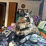 cat, tortoiseshell, feline, pet, indoor, blanket, skull_pattern, cozy, fur, animal, green_eyes, sitting, looking_away, home, living_room, door, clock, quilt, furniture, relaxed
