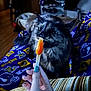 cat, tortoiseshell_cat, hand, popsicle, orange_popsicle, nails, indoor, blanket, purple_blanket, furniture, cozy, curious, sniffing, person, striped_cushion, wooden_floor, relaxed, pet, animal, home