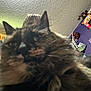 cat, person, indoor, close_up, tortoiseshell_cat, blur, room, shelf, decorations, ceiling, curtains, colorful, furniture, pet, fur, face, eyes, ears, human, background