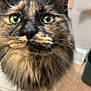 cat, tortoiseshell, green_eyes, close_up, fluffy, pet, indoor, fur, whiskers, ears, animal, domestic, face, looking, curious, household, background, floor, tile, blurred