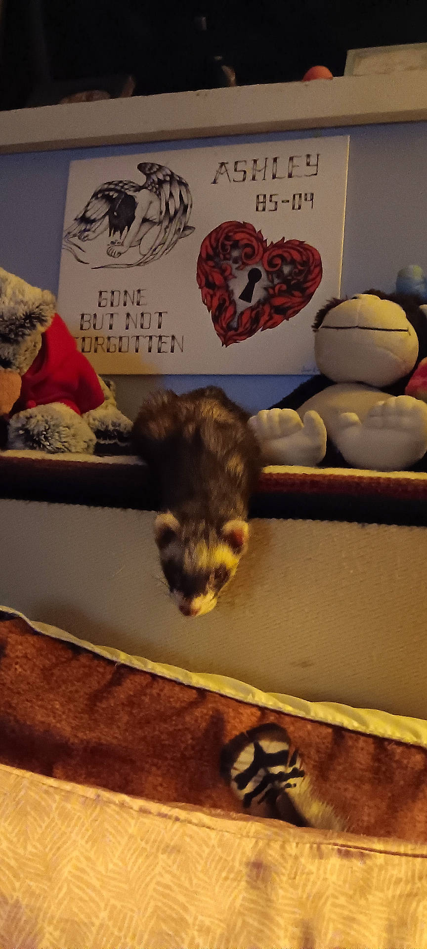 Bear The Ferret joined the competition — help win amazing prizes! animal, bird, canine, clothing, couch, dog, ferret, footwear, furniture, pet, rat, rodent, runningshoe, sandal, shelf, shoe, sneaker, teddybear, text, toy