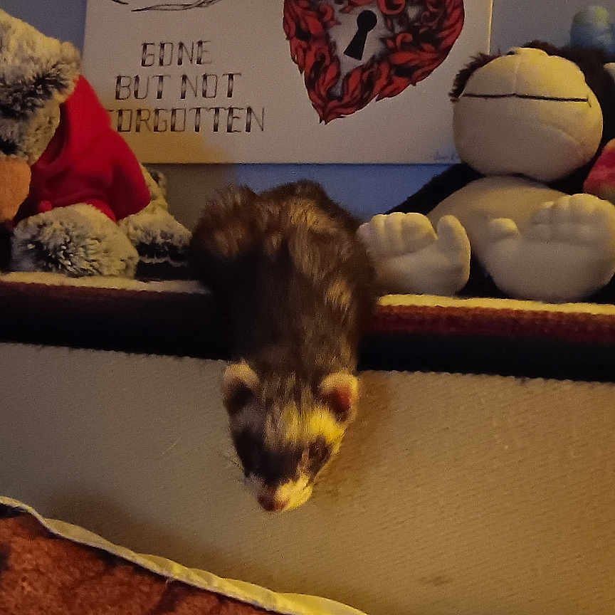 Bear The Ferret