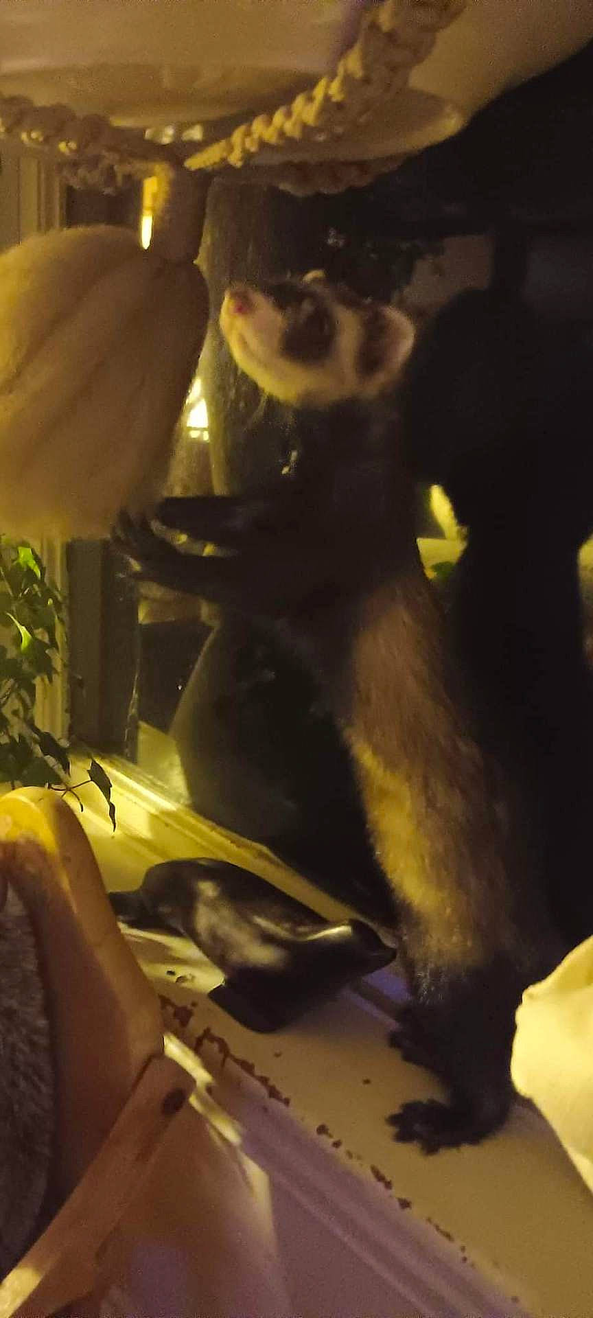 Bear The Ferret joined the competition — help win amazing prizes! animal, badger, bear, canine, cat, dog, ferret, lesserpanda, pet, rat, rodent, weasel, zoo