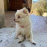 Bianca a rejoint le concours — aidez-le/la à gagner de superbes lots ! cream_color, curious, daylight, dog, domestic_animal, fluffy, nature, outdoor, patio, pink_collar, puppy, relaxed, side_view, sitting, small_dog, stone_floor, sunlight, trees, wooden_cabinet, young_animal