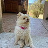 animal, calm, cute, dog, domestic_animal, fluffy, nature, outdoor, patio, pet, pink_collar, puppy, sitting, sky, small_dog, stone_floor, sunny, tiled_floor, tree, wooden_cabinet