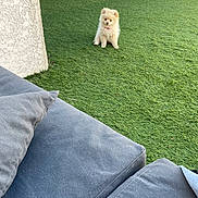 Bianca a rejoint le concours — aidez-le/la à gagner de superbes lots ! puppy, dog, grass, artificial_lawn, outdoor, couch, pillow, foot, wall, pet, cute, small_dog, fluffy, backyard, relaxation, daylight, domestic, animal, sitting, fur