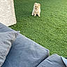 puppy, dog, grass, artificial_lawn, outdoor, couch, pillow, foot, wall, pet, cute, small_dog, fluffy, backyard, relaxation, daylight, domestic, animal, sitting, fur