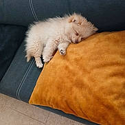 Bianca a rejoint le concours — aidez-le/la à gagner de superbes lots ! animal, comfort, couch, cozy, cute, dog, domestic_animal, fluffy, fur, home, indoor, nap, pet, pillow, puppy, relaxing, resting, sleeping, small_dog, yellow_pillow