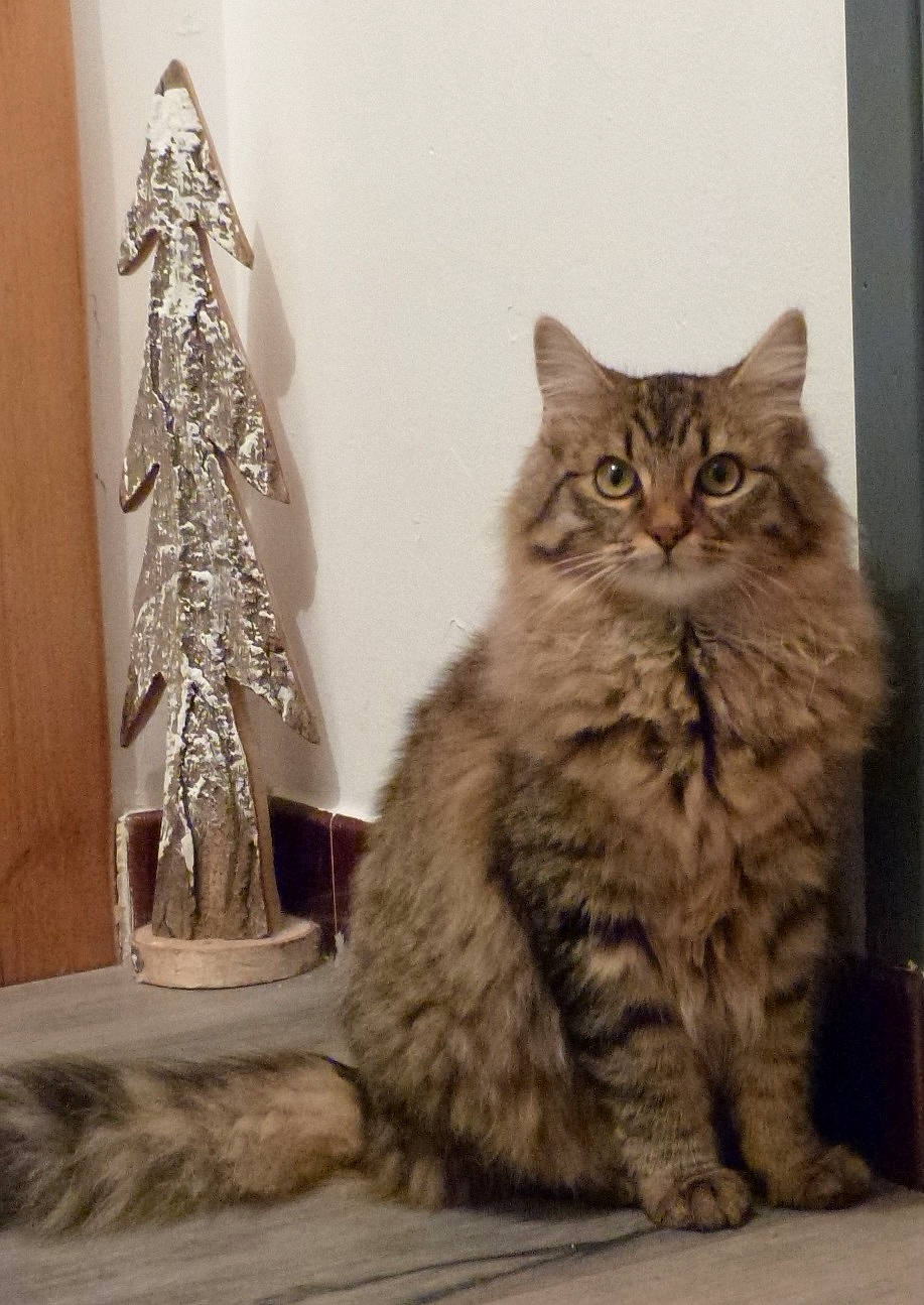 Youmi participe au concours pour gagner de l'argent avec cette photo : beige, british_longhair, british_semi_longhair, carnivore, cat, domestic_long_haired_cat, fawn, felidae, fur, persian, small_to_medium_sized_cats, tail, terrestrial_animal, whiskers