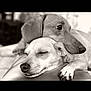 dog, two_dogs, dachshund, cuddle, sleeping_dog, resting, snout, paw, ear, muzzle, closeup, black_and_white, portrait, pet, cozy, companion, indoor, relaxed, affection, domestic_animal