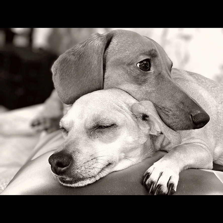 Canelo Cookie joined the competition — help win amazing prizes! affection, black_and_white, closeup, companion, cozy, cuddle, dachshund, dog, domestic_animal, ear, indoor, muzzle, paw, pet, portrait, relaxed, resting, sleeping_dog, snout, two_dogs