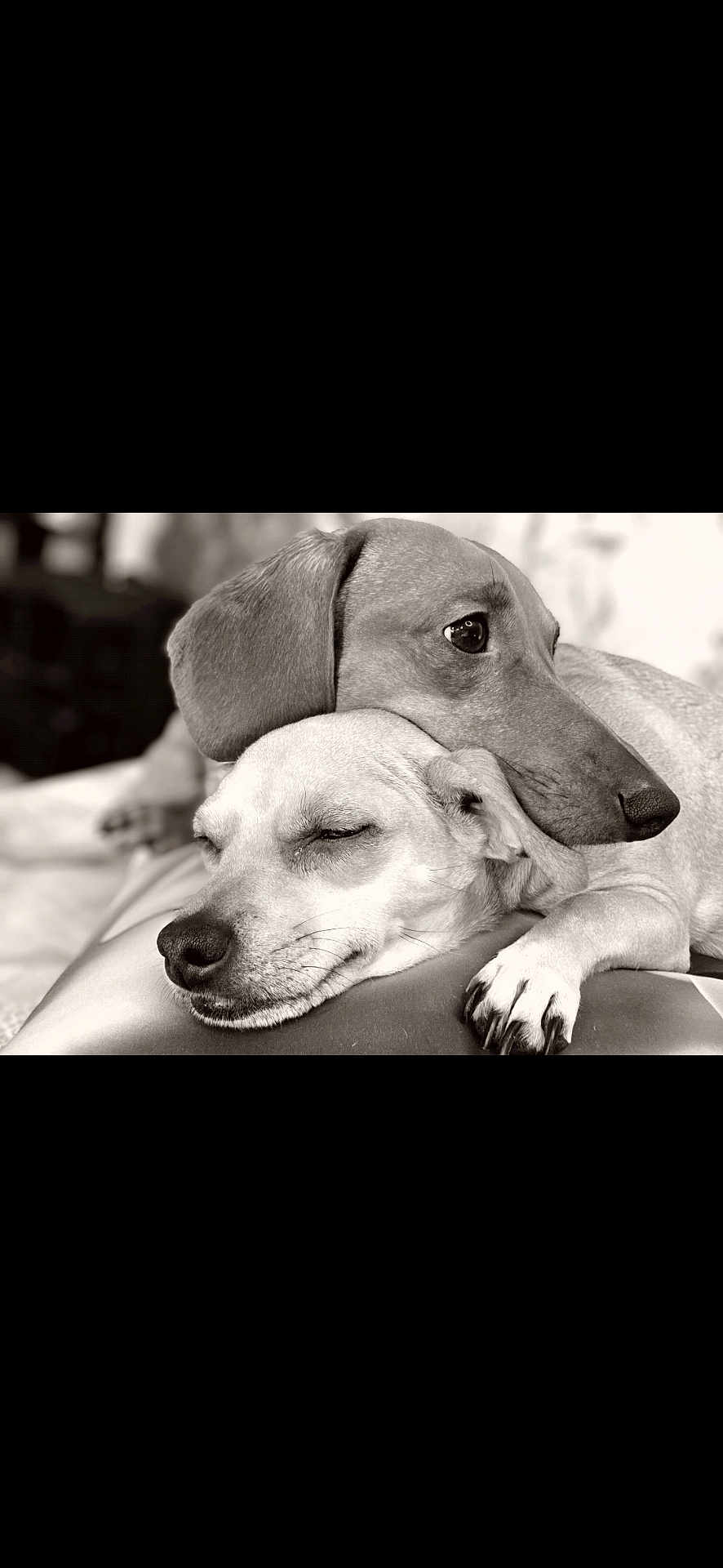 Canelo Cookie joined the competition — help win amazing prizes! dog, two_dogs, dachshund, cuddle, sleeping_dog, resting, snout, paw, ear, muzzle, closeup, black_and_white, portrait, pet, cozy, companion, indoor, relaxed, affection, domestic_animal