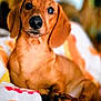 Canelo Cookie joined the competition — help win amazing prizes! dog, dachshund, pet, portrait, close_up, floppy_ears, brown_fur, blanket, cozy, indoor, looking_up, eyes, nose, paws, sitting, adorable, domestic_animal, soft_texture, shallow_depth_of_field, attentive