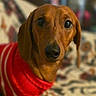 big_eyes, black_nose, blanket, bokeh, brown_fur, close_up, companion, couch, cozy, dachshund, dog, domestic_animal, indoor, long_ears, looking_at_camera, pet, portrait, red_sweater, shallow_depth_of_field, sweater