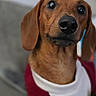Canelo Cookie joined the competition — help win amazing prizes! animal, brown, close_up, couch, curious, cute, dachshund, dog, domestic_animal, eyes, fur, indoors, looking_at_camera, nose, pet, portrait, shallow_depth_of_field, sitting, sweater, whiskers