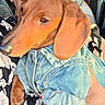Canelo Cookie is registered to the contest to win money with this photo: brown_fur, car_interior, car_seat, close_up, cozy, cuddle, dachshund, denim_jacket, dog, fashion, floppy_ears, lap, nails, paw, person, pet, portrait, puppy, snout, sunlight