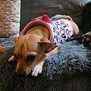 Canelo Cookie is registered to the contest to win money with this photo: blanket, bow, chihuahua_mix, closeup, couch, cozy, dog, domestic_pet, furry_blanket, indoor, paws, pet, pillow, pink_sweater, portrait, resting, sad_eyes, small_dog, soft_texture, sweater