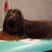 Vasco De Gama a rejoint le concours — aidez-le/la à gagner de superbes lots ! dog, long_hair, grooming_table, pet, animal, brown, black, portrait, indoor, tile_wall, fur, paw, nose, beard, lying_down, table, cute, calm, muzzle, companion