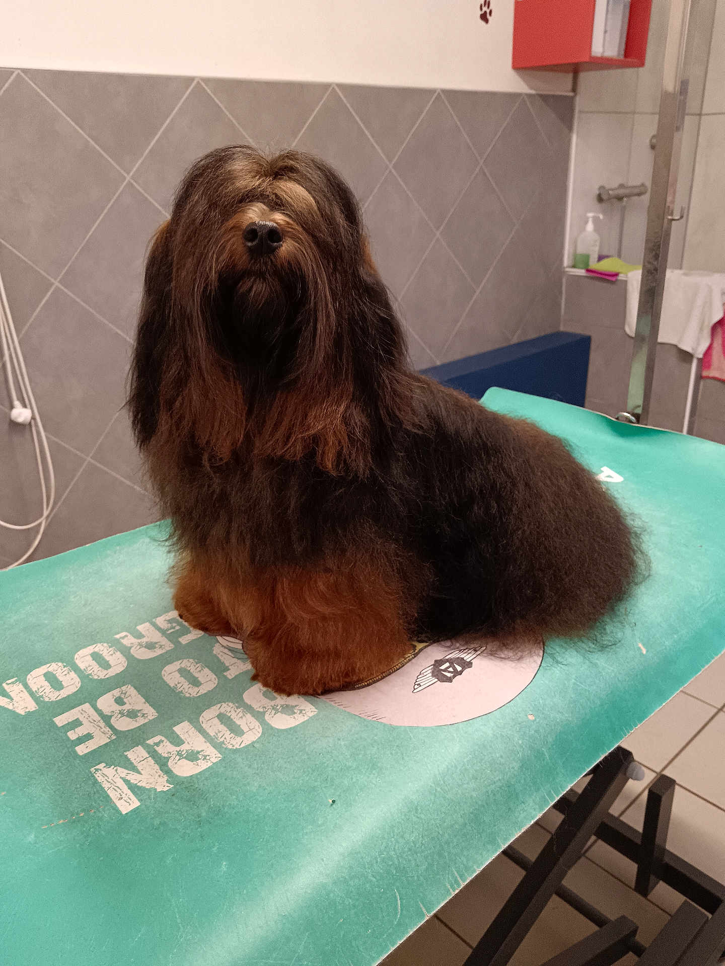 Vasco De Gama a rejoint le concours — aidez-le/la à gagner de superbes lots ! dog, pet, grooming_table, long_hair, fluffy, indoor, bathroom, tiled_wall, towel, soap_dispenser, paw_print, brown_fur, black_fur, sitting, portrait, nose, whiskers, fur_texture, grooming, cute