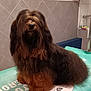 Vasco De Gama a rejoint le concours — aidez-le/la à gagner de superbes lots ! dog, long_haired, grooming_table, tiled_wall, pet, fur, black_and_brown, nose, sitting, indoor, portrait, animal, salon, bathroom, fluffy, muzzle, ears, paw, bottle, countertop