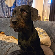 Haku is registered to the contest to win money with this photo: dog, black_dog, pet, indoor, couch, blanket, pillow, curtain, cozy, living_room, furniture, canine, fur, ears, nose, brown_eyes, sitting, domestic_animal, companion, home