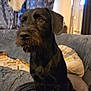 dog, black_dog, pet, indoor, couch, blanket, pillow, curtain, cozy, living_room, furniture, canine, fur, ears, nose, brown_eyes, sitting, domestic_animal, companion, home