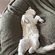 Ivy a rejoint le concours — aidez-le/la à gagner de superbes lots ! cat, kitten, sleeping, blanket, cozy, white_fur, paw, tail, whiskers, nap, pet, indoor, couch, textured_blanket, relaxed, adorable, closeup, belly, human_hand, domestic_animal