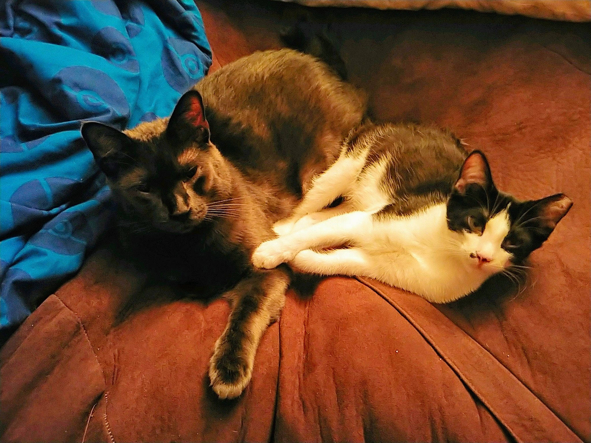 Dukie-duke is registered to the contest to win money with this photo: aegean_cat, asian, carnivore, cat, domestic_short_haired_cat, european_shorthair, fawn, felidae, fur, kitten, mammal, nap, ojos_azules, small_to_medium_sized_cats, snowshoe, tail, whiskers