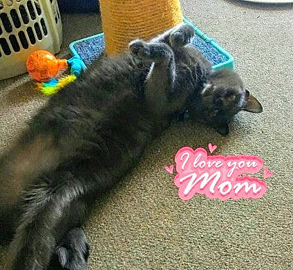 Dukie-duke is registered to the contest to win money with this photo: canidae, carnivore, cat, dog, dog_breed, felidae, paw, puppy, russian_blue, sporting_group, tail