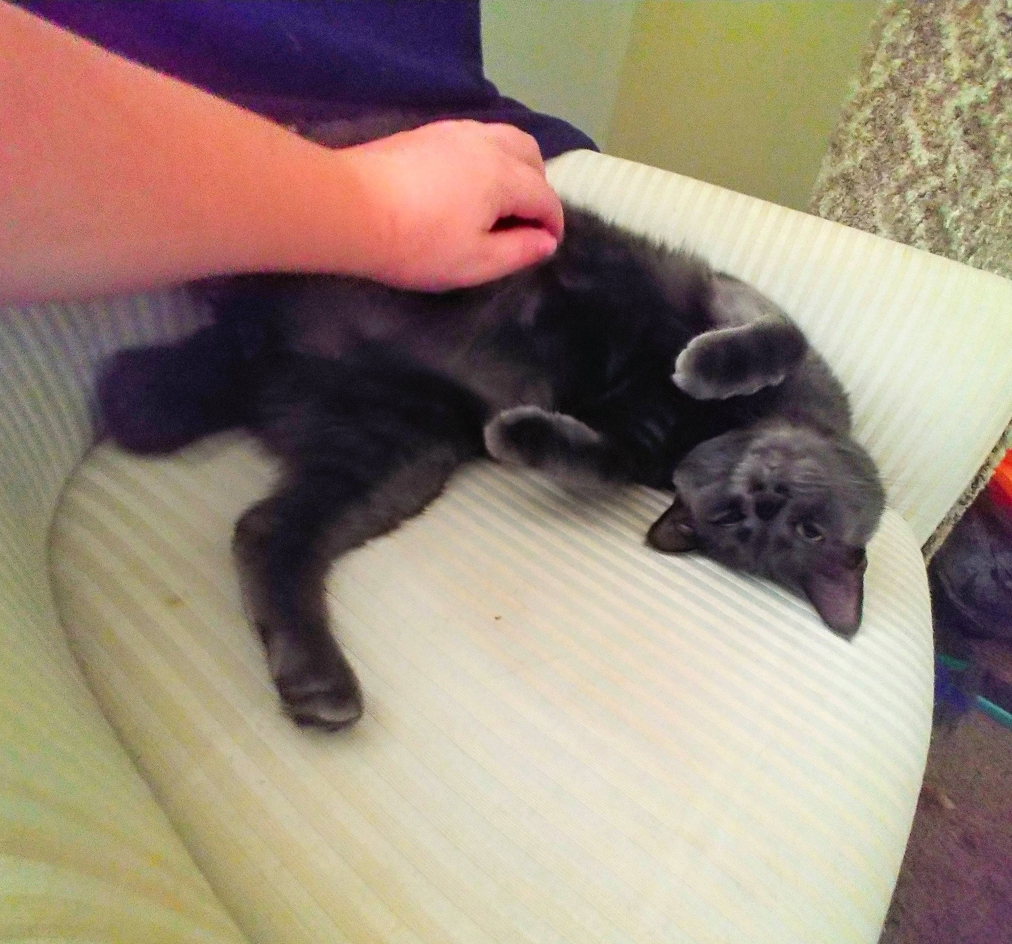 Dukie-duke is registered to the contest to win money with this photo: black_cat, canidae, carnivore, cat, dog_breed, felidae, hand, kitten, leg, puppy, russian_blue, small_to_medium_sized_cats