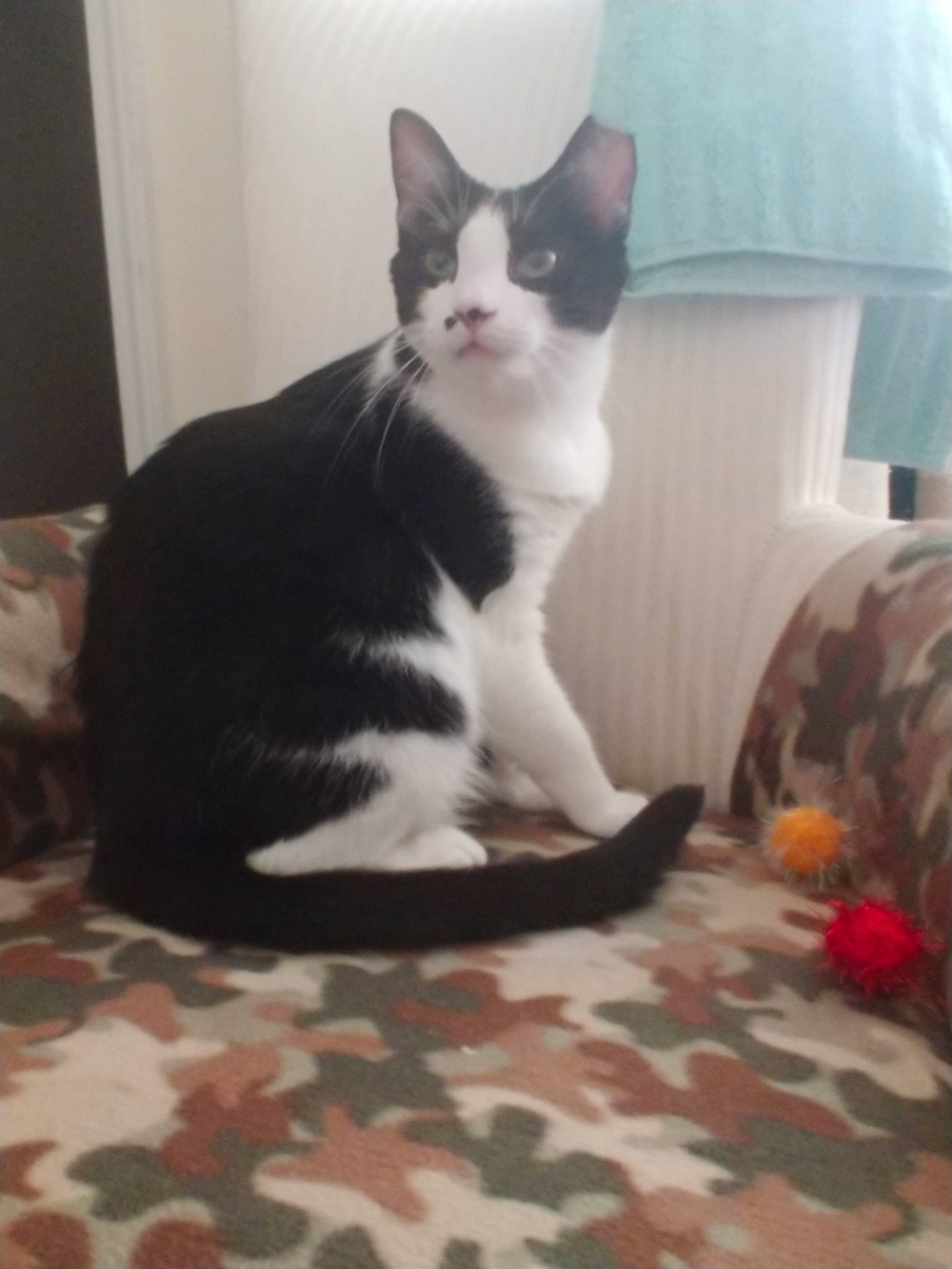 Pudding is registered to the contest to win money with this photo: american_wirehair, black_and_white, carnivore, cat, domestic_short_haired_cat, european_shorthair, felidae, kitten, mammal, polydactyl_cat, room, small_to_medium_sized_cats, tail, whiskers