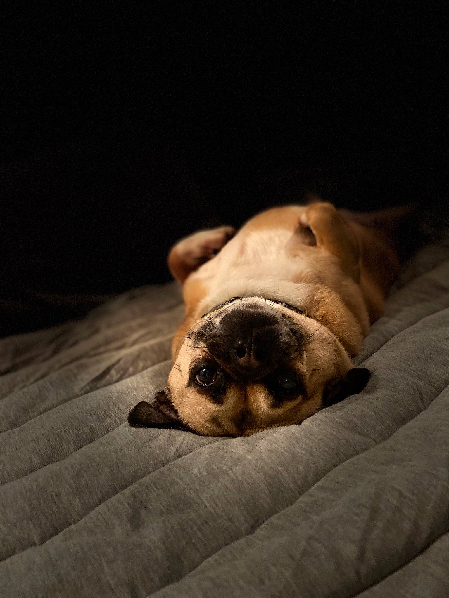 Poomba joined the competition — help win amazing prizes! bedding, bulldog, canidae, carnivore, comfort, companion_dog, dog, dog_breed, fawn, felidae, fur, linens, pug, snout, terrestrial_animal, toy_dog, whiskers, wildlife, wood, wrinkle
