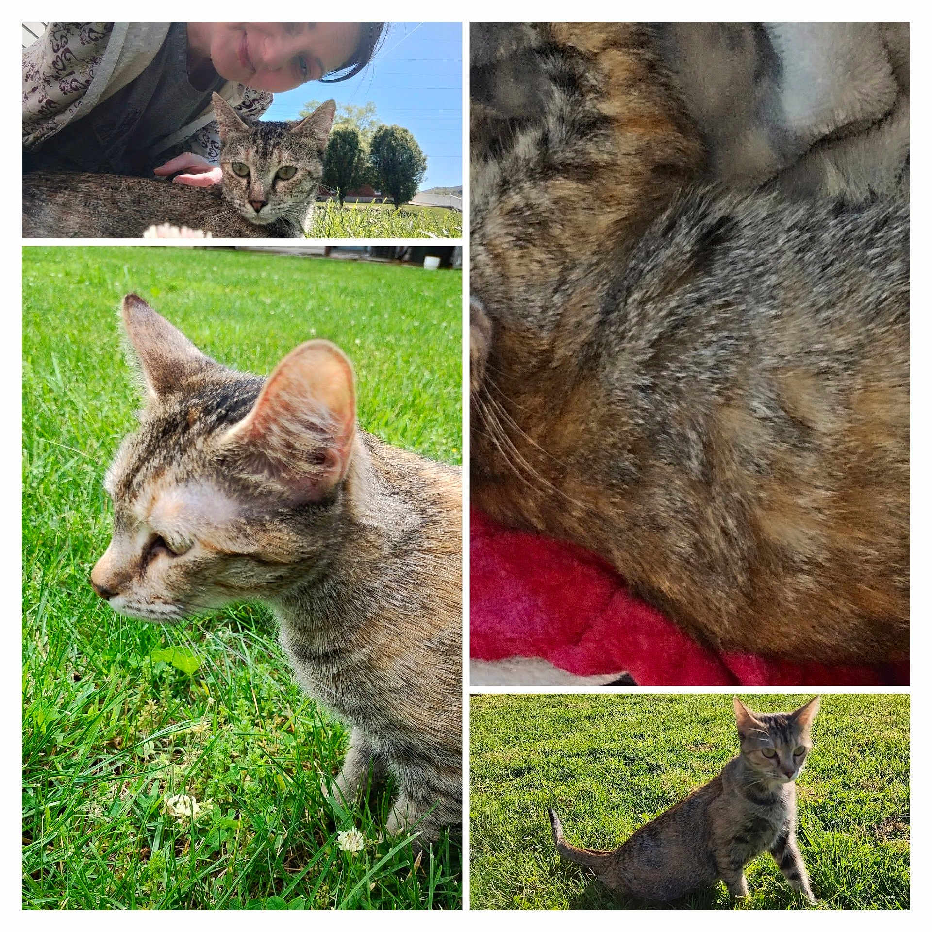 Adeline Jade Barfield joined the competition — help win amazing prizes! abyssinian, animal, art, baby, cat, collage, face, field, grass, grassland, head, kitten, lawn, manx, nature, outdoors, person, pet, plant, yard