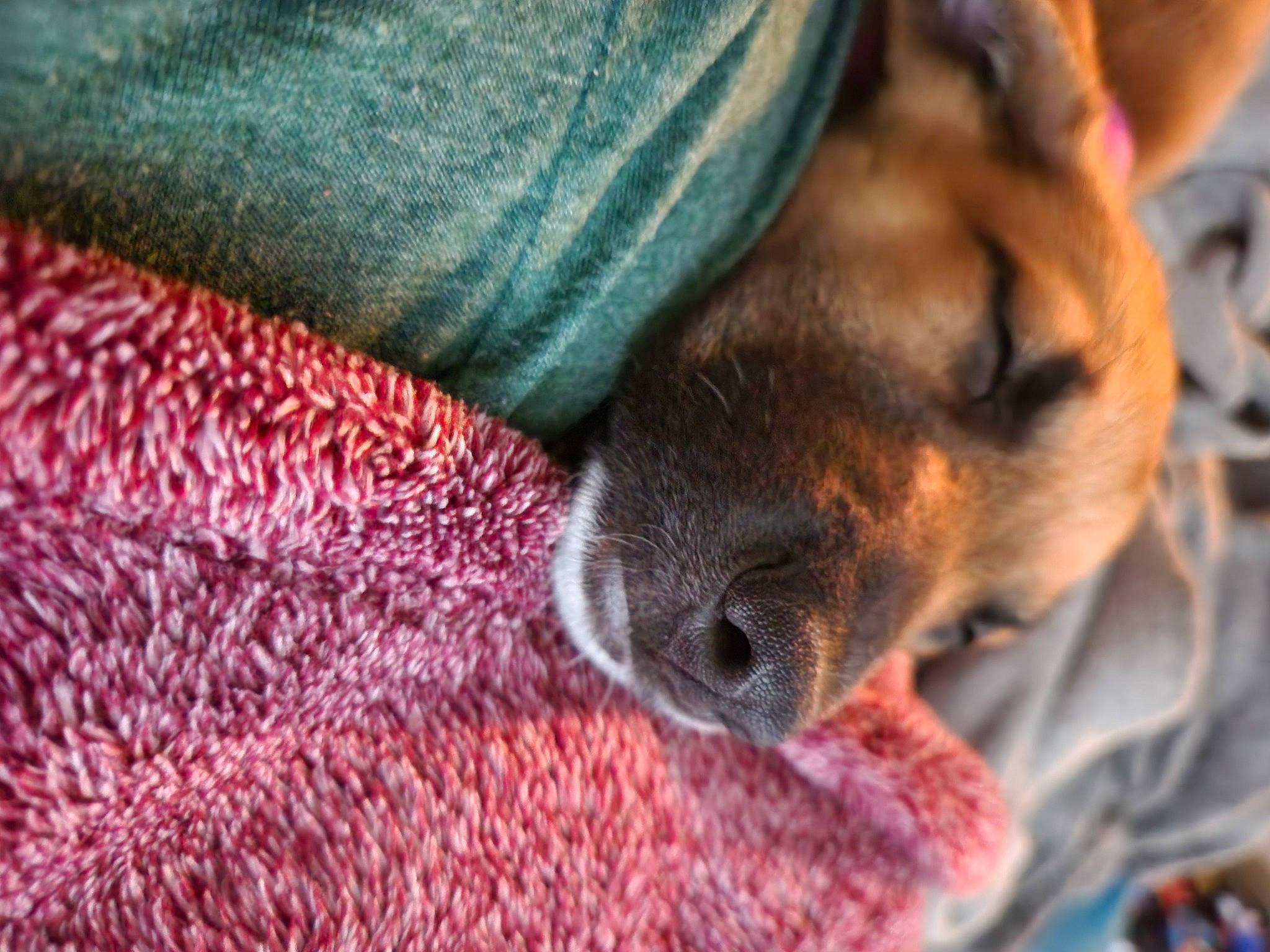 Nala is registered to the contest to win money with this photo: canidae, carnivore, comfort, companion_dog, dog, dog_breed, ear, fawn, fur, guard_dog, magenta, nail, pattern, paw, puppy, snout, sporting_group, toy_dog, whiskers, woven_fabric