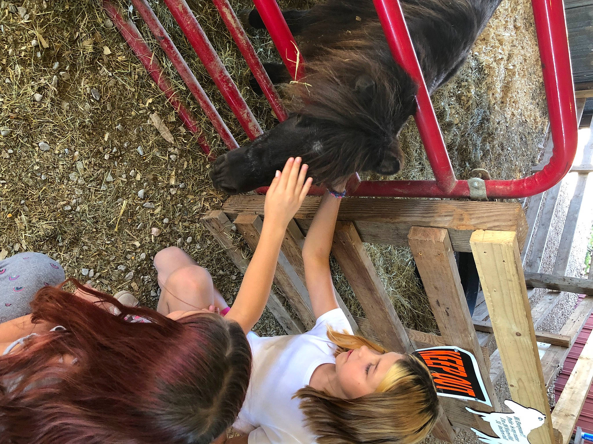 Sierra joined the competition — help win amazing prizes! barefoot, child, foot, fun, fur, gesture, grass, human_leg, leg, leisure, mammal, person, photograph, red, sitting, snapshot, thigh, toddler, tree, vertebrate