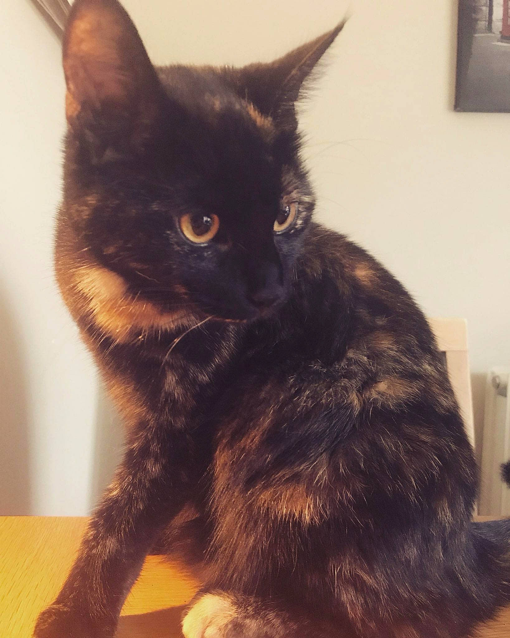 Ashley is registered to the contest to win money with this photo: asian, black_cat, bombay, carnivore, cat, domestic_long_haired_cat, domestic_short_haired_cat, european_shorthair, felidae, fur, german_rex, kitten, mammal, small_to_medium_sized_cats, tail, vertebrate, whiskers