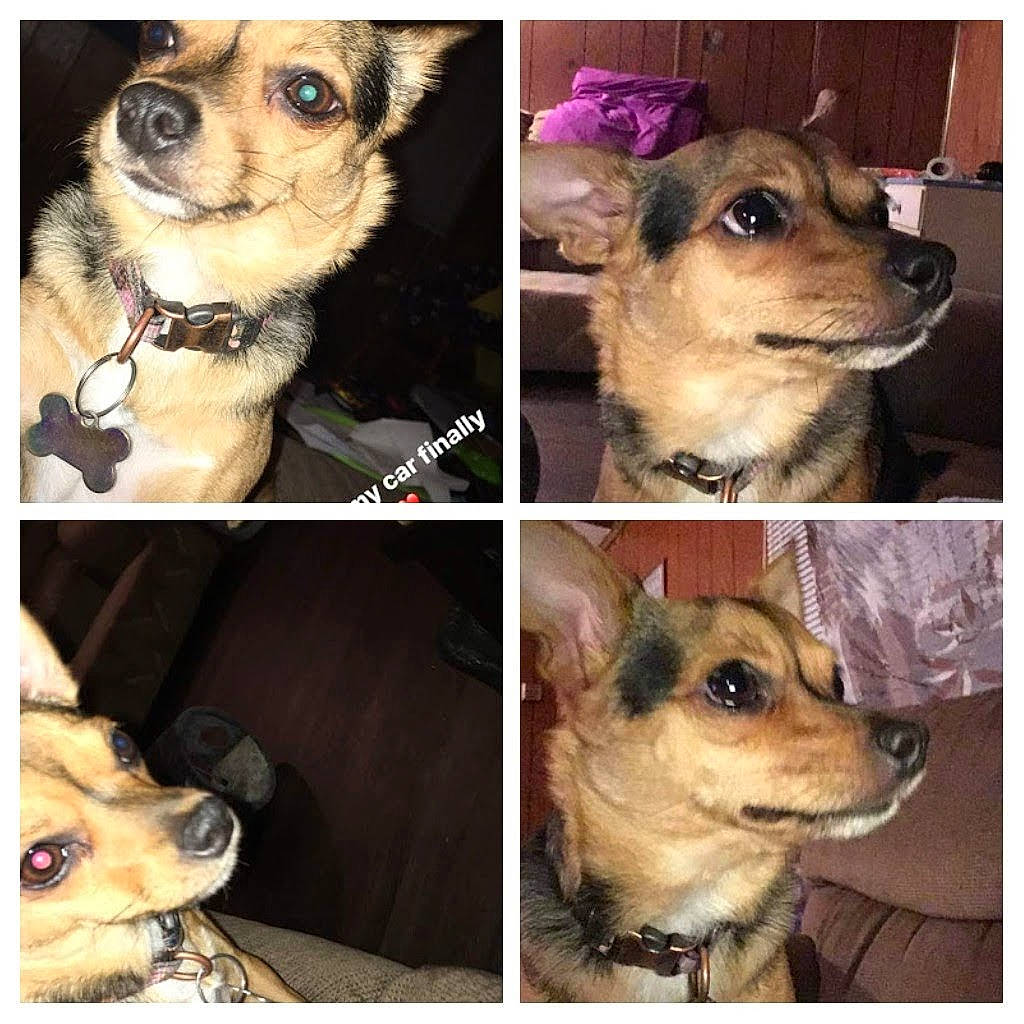 Hershey is registered to the contest to win money with this photo: carnivore, collage, collar, companion_dog, dog, dog_breed, dog_supply, ear, fawn, fur, mammal, organ, pet_supply, photo_caption, photograph, snapshot, snout, toy_dog, vertebrate, working_animal