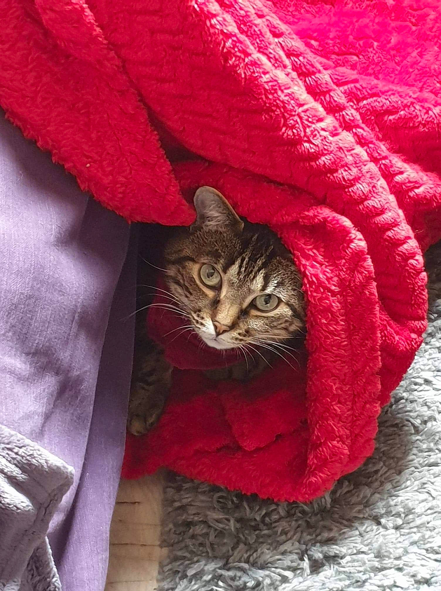 Keta a rejoint le concours — aidez-le/la à gagner de superbes lots ! carnivore, cat, domestic_short_haired_cat, felidae, fur, magenta, pink, plant, red, small_to_medium_sized_cats, tabby_cat, whiskers