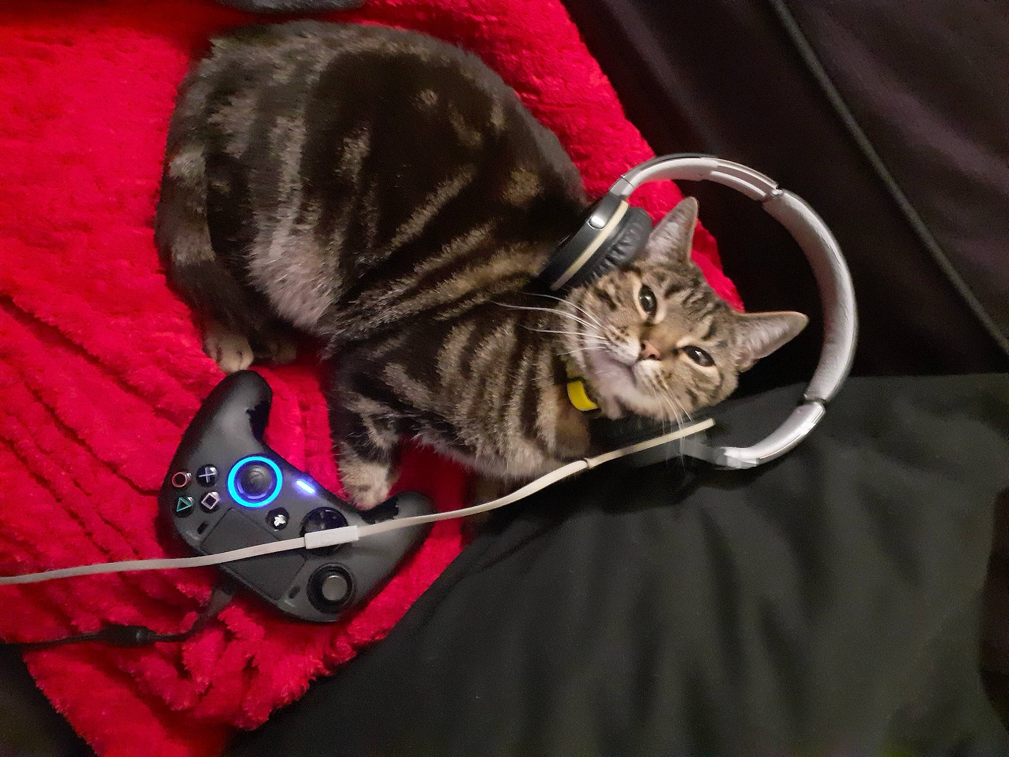 Keta participe au concours pour gagner de l'argent avec cette photo : american_shorthair, bengal, carnivore, cat, domestic_short_haired_cat, dragon_li, european_shorthair, felidae, kitten, small_to_medium_sized_cats, tabby_cat, toyger, whiskers